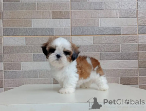 Zdjęcie №1. shih tzu - na sprzedaż w Berlin | negocjowane | Zapowiedź №178084