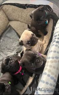 Zdjęcie №1. mops - na sprzedaż w Lizbona | 3348zł | Zapowiedź №165976