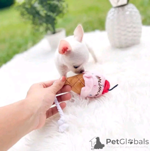 Zdjęcie №3. Dostępne szczenięta Chihuahua. Finlandia