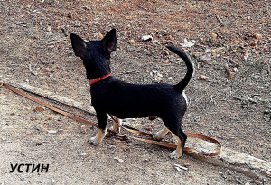 Zdjęcie №1. chihuahua (rasa psów) - na sprzedaż w Sewastopol | 2582zł | Zapowiedź №4140