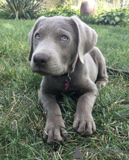 Zdjęcie №2 do zapowiedźy № 98595 na sprzedaż  labrador retriever - wkupić się Niemcy prywatne ogłoszenie, od żłobka, ze schronu, hodowca