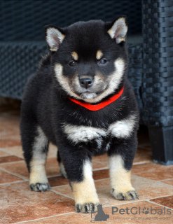 Dodatkowe zdjęcia: Shiba Inu szczenięta