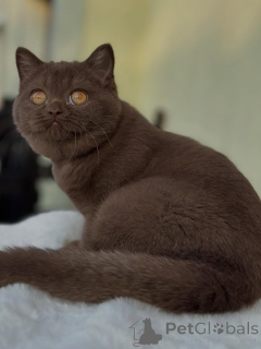 Zdjęcie №3. Puszysty brytyjski kotek z krótkim okrągłym twarzą. Szwajcaria