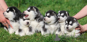 Zdjęcie №1. husky syberyjski - na sprzedaż w Aix-en-Provence | Bezpłatny | Zapowiedź №172134