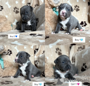 Zdjęcie №1. staffordshire bull terrier - na sprzedaż w Wormeldange | negocjowane | Zapowiedź №169283