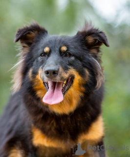 Zdjęcie №3. Tasya i Max to młodzi, średniej wielkości chłopaki szukający domu!. Federacja Rosyjska