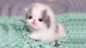 Zdjęcie №3. Perskie kocięta. Niemcy