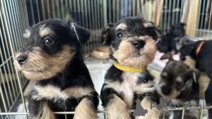 Zdjęcie №3. Szczeniak pyska krasnoludów. Austria