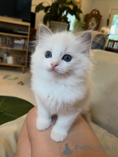 Zdjęcie №3. Sprzedam zdrowe i zabawne kocięta Ragdoll. Niemcy
