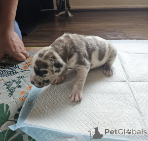 Zdjęcie №2 do zapowiedźy № 168931 na sprzedaż  cane corso - wkupić się Finlandia prywatne ogłoszenie