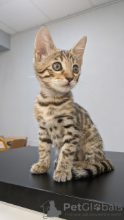 Zdjęcie №2 do zapowiedźy № 7945 na sprzedaż  kot bengalski - wkupić się Federacja Rosyjska od żłobka, hodowca