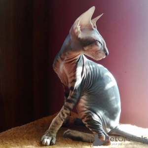 Zdjęcie №2 do zapowiedźy № 9944 na sprzedaż  kot peterbald - wkupić się Federacja Rosyjska od żłobka