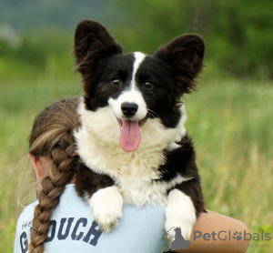 Zdjęcie №4. Sprzedam welsh corgi w Mediolan. prywatne ogłoszenie, od żłobka, hodowca - cena - 5441zł