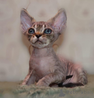 Zdjęcie №1. devon rex - na sprzedaż w Lüneburg | 1674zł | Zapowiedź № 149189