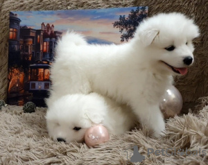 Zdjęcie №2 do zapowiedźy № 8760 na sprzedaż  samojed (rasa psa) - wkupić się Federacja Rosyjska prywatne ogłoszenie