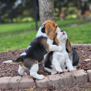 Dodatkowe zdjęcia: szczenięta rasy beagle