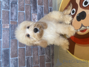 Zdjęcie №2 do zapowiedźy № 159710 na sprzedaż  cocker spaniel angielski, pudel (krasnolud) - wkupić się Federacja Rosyjska prywatne ogłoszenie