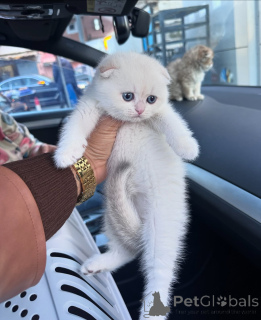 Zdjęcie №2 do zapowiedźy № 167097 na sprzedaż  scottish fold - wkupić się Niemcy hodowca