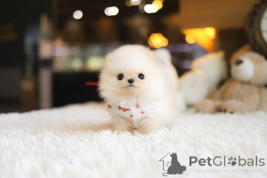 Zdjęcie №3. Dean Janet Kay Puppies House. USA