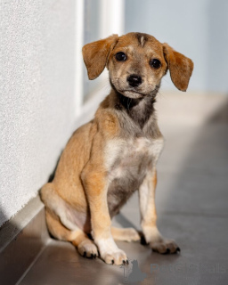 Zdjęcie №3. Pięć małych serduszek szuka domu.. Federacja Rosyjska