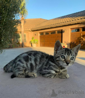 Zdjęcie №2 do zapowiedźy № 152553 na sprzedaż  kot bengalski - wkupić się Niemcy prywatne ogłoszenie