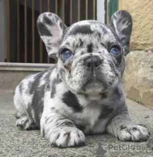 Dodatkowe zdjęcia: Wunderschöne Welpen der französischen Bulldogge stehen zur Adopcja zur Verfügung