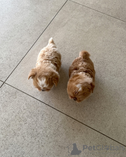 Zdjęcie №2 do zapowiedźy № 131039 na sprzedaż   - wkupić się Niemcy prywatne ogłoszenie