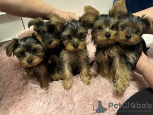 Zdjęcie №1. yorkshire terrier - na sprzedaż w Антверпен | 628zł | Zapowiedź №123529