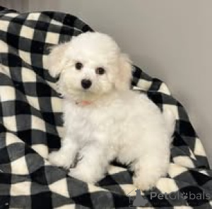 Zdjęcie №3. Chiots Bichon Frisé jest dostępny do adopcji.. Francja