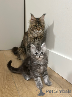 Zdjęcie №1. maine coon - na sprzedaż w Magdeburg | negocjowane | Zapowiedź № 177805
