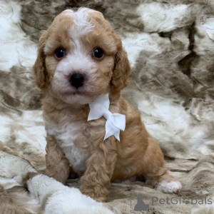 Zdjęcie №1.  - na sprzedaż w Villingen-Schwenningen | 1913zł | Zapowiedź №137724