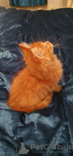 Zdjęcie №2 do zapowiedźy № 75890 na sprzedaż  maine coon - wkupić się Holandia prywatne ogłoszenie, od żłobka