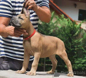 Zdjęcie №4. Sprzedam cane corso w Brema. hodowca - cena - negocjowane