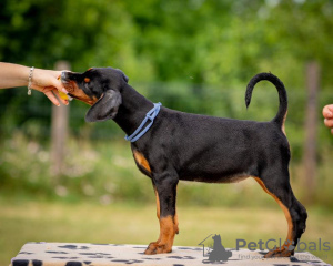 Dodatkowe zdjęcia: Doberman szczenięta