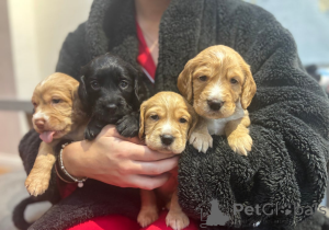 Zdjęcie №1. cocker spaniel angielski - na sprzedaż w Coovol | 1622zł | Zapowiedź №161334