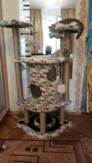 Zdjęcie №4. Kompleksy gier dla kotów na indywidualne zamówienie. w Ukraina. Zapowiedź № 5905