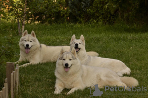 Zdjęcie №4. Sprzedam husky syberyjski w Belgrad. hodowca - cena - negocjowane