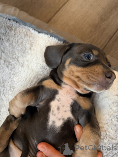 Zdjęcie №1. pies nierasowy - na sprzedaż w ADELAIDA | 4171zł | Zapowiedź №161561