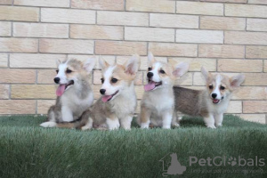 Dodatkowe zdjęcia: Szczenięta Welsh Corgi Pembroke