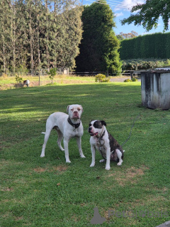 Zdjęcie №4. Sprzedam buldog amerykański w Innsbruck. hodowca - cena - 1913zł
