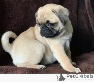 Zdjęcie №1. mops - na sprzedaż w Goslar | 2153zł | Zapowiedź №169477