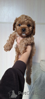 Zdjęcie №3. Julia Kożuchar. Białoruś