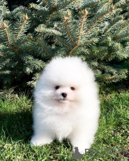 Dodatkowe zdjęcia: Schpomerenki Pomeranian Spitz