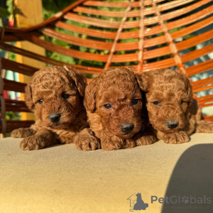 Zdjęcie №1. pudel (zabawka) - na sprzedaż w Monachium | negocjowane | Zapowiedź №155637