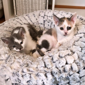 Zdjęcie №4. Sprzedam kot german rex w Berlin. prywatne ogłoszenie, hodowca - cena - 2392zł