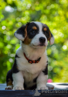 Dodatkowe zdjęcia: Śliczne szczenięta Cardigan Welsh Corgi z Węgier kennel@cardibakery.hu