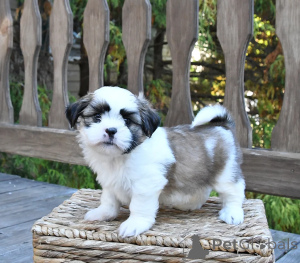 Zdjęcie №1. shih tzu - na sprzedaż w Cavan | negocjowane | Zapowiedź №158224