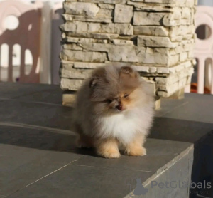 Zdjęcie №4. Sprzedam szpic miniaturowy w Terneuzen. hodowca - cena - negocjowane