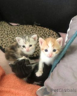 Zdjęcie №1. maine coon - na sprzedaż w Grömitz | 1674zł | Zapowiedź № 148352