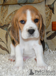 Zdjęcie №3. Chłopcy Beagle. Ukraina